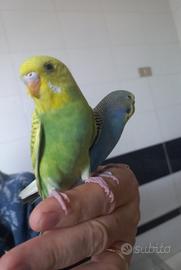 Coppie di cocorite affiatate e particolari