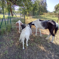 3 pony in quasi regalati
