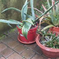 Aloe vera e altre piante grasse in vaso