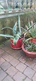 Aloe vera e altre piante grasse in vaso