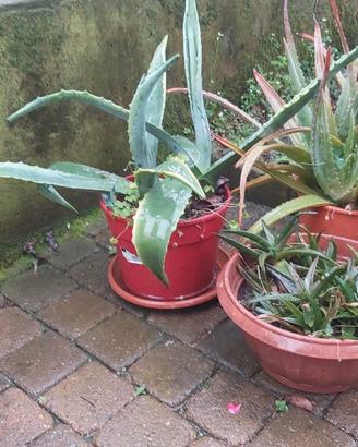 Aloe vera e altre piante grasse in vaso