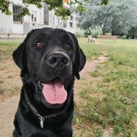 Maschio Labrador per monte