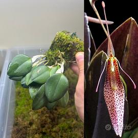 Orchidea Restrepia tsubotae su zattera