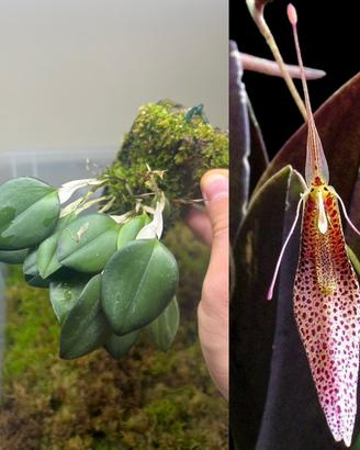 Orchidea Restrepia tsubotae su zattera