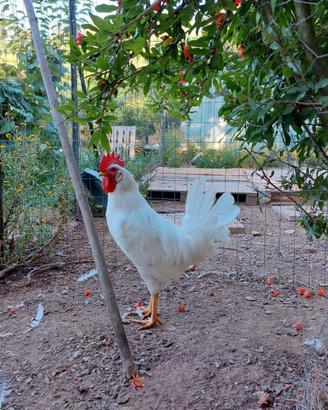 Gallo livornese