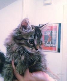 Gattini Mix norvegese ( pelo lungo)