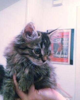 Gattini Mix norvegese ( pelo lungo)