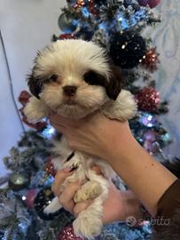 Femmina di Yorkshire biewer mini toy