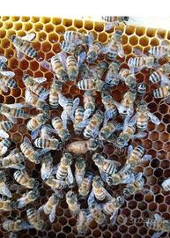 Sciamii di api