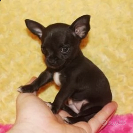 Mini cuccioli di chihuahua toy
