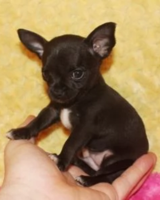 Mini cuccioli di chihuahua toy