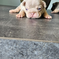 Cuccioli di bulldog francese