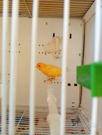 2 canarini maschi informissima