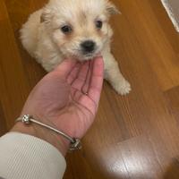 Cuccioli morkie