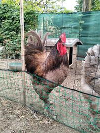 Galline langshan croad