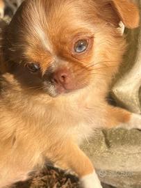 Cucciolo di chihuahua toy red merle occhi impari