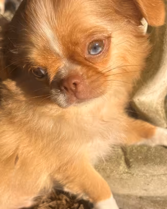 Cucciolo di chihuahua toy red merle occhi impari