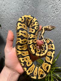 Ball Python, Pitone Reale, rettili, serpenti