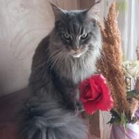 Maine Coon cuccioli