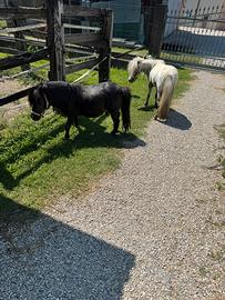 Mini pony femmina