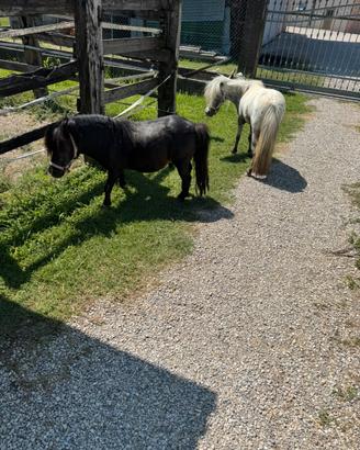 Mini pony femmina