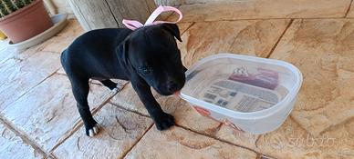 Cuccioli staffordshire bull terrier