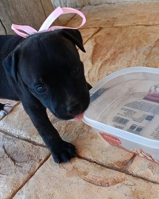 Cuccioli staffordshire bull terrier