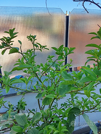 Giardiniere aiuto operaio