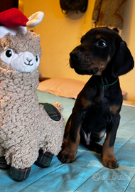 Cuccioli doberman