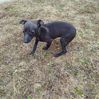 Cucciolo piccolo levriero italiano