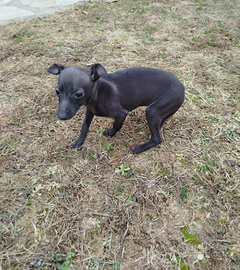 Cucciolo piccolo levriero italiano