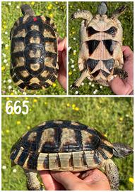 Testudo marginata sarda tartaruga terra testuggine