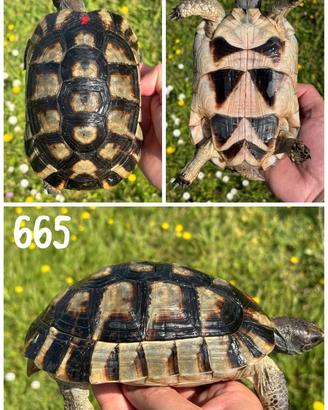 Testudo marginata sarda tartaruga terra testuggine