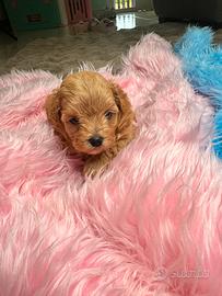 Maltipoo splendidi genitori testati e con pedigree