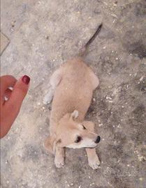 Cucciolo maschio