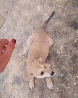 Cucciolo maschio