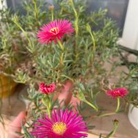 Pianta BABY Lampranto