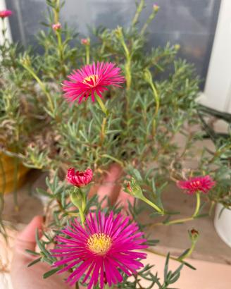 Pianta BABY Lampranto