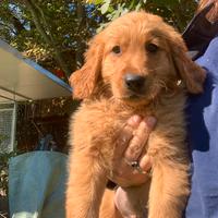 Golden retriever cucciolo