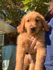 Golden retriever cucciolo