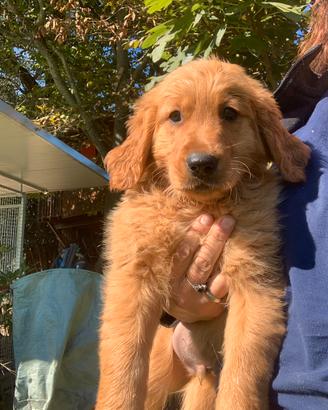 Golden retriever cucciolo