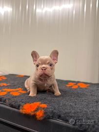 cuccioli bulldog francese isabella newshade tan 