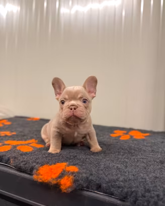 cuccioli bulldog francese isabella newshade tan 