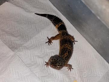 Geco leopardino black night femmina