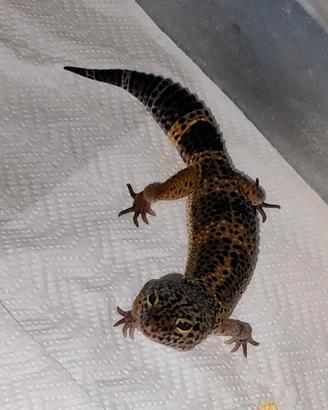 Geco leopardino black night femmina