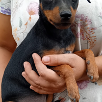 Cuccioli di pinscher