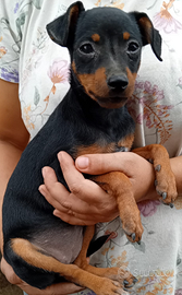 Cuccioli di pinscher