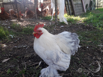 Cocincino nano bobtail