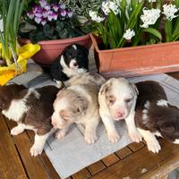 Cuccioli border collie