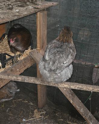 Gallina